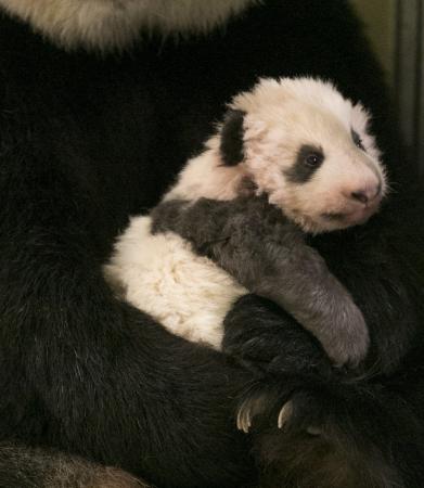 'Sueño cumplido', el bebé de panda que ha enamorado a Francia