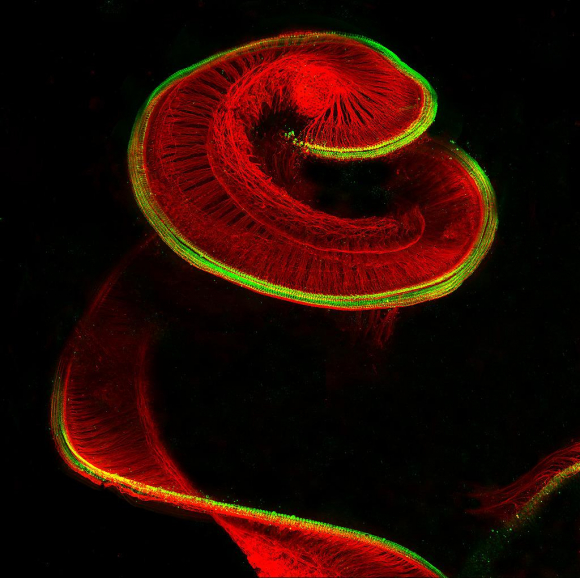 Cóclea de rata neonatal con células ciliadas sensoriales (en verde) y neuronas ganglionares espirales (rojo).