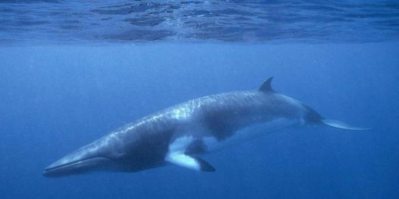 Fotografía de archivo de una ballena minke. EPA/WDCS