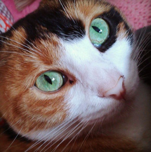 Porque Los Ojos De Los Gatos Cambian De Forma