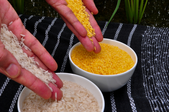 Fotografía de una taza de arroz blanco y otra de arroz dorado.