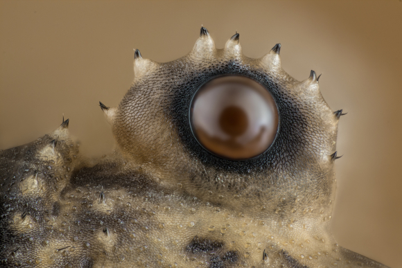 Ojo de Opiliones (vulgarmente conocido como murgaños, patonas o segadores).