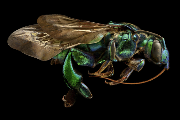 Exaerete frontalis (especie de abeja de la familia de las abejas de las orquídeas).