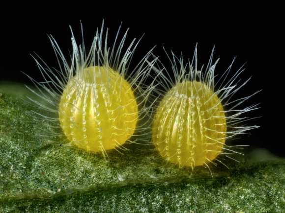 Los huevos de la mariposa de Mestra común (Mestra amymone) sobre una hoja de Tragia sp. (Planta de Noseburn)