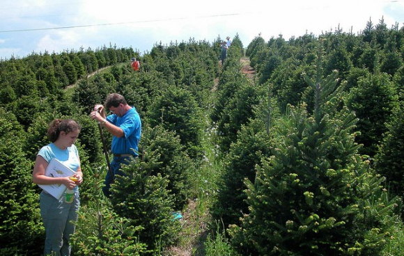 La plantación de árboles de Navidad es una importante industria en el noroeste estadounidense / Soil Science