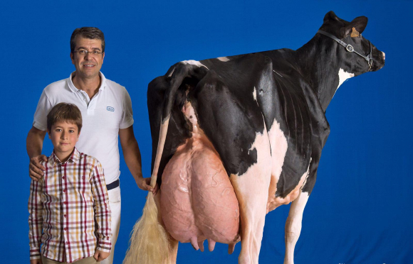 Koketa produce 17.000 litros de leche