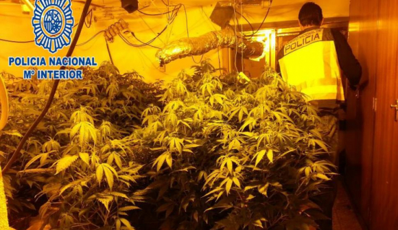 Operación de la Policía contra el cultivo de cannabis.