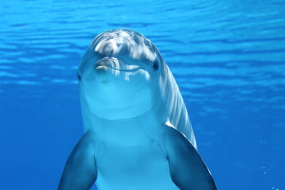 Los delfines serán los grandes beneficiados de la iniciativa / Pixabay