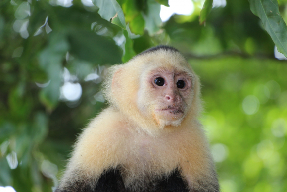 Un mono capuchino en un bosque de Costar Rica. / Pixabay