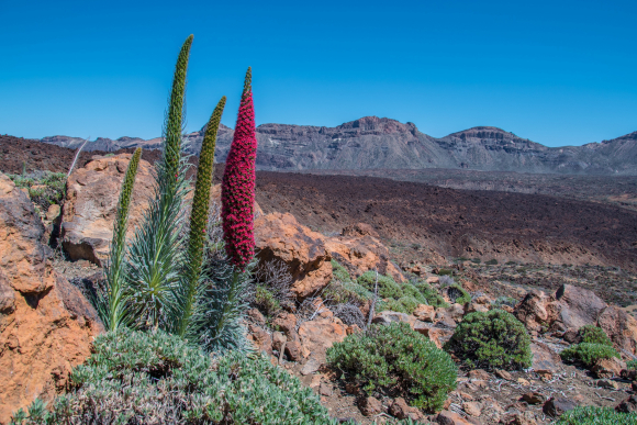 Parque Nacional del Teide, con un ejemplo de tajinaste rojo en primer plano - Pixabay