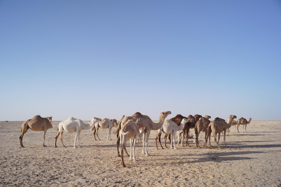 Desierto de Mauritania
