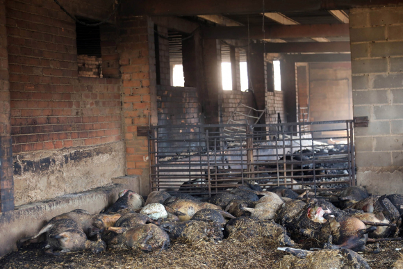 Ovejas abrasadas en una granja afectada por el incendio forestal