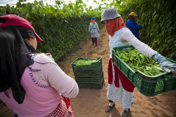 Los agricultores marroquíes creen que el retraso en la ratificación del acuerdo con la UE es político