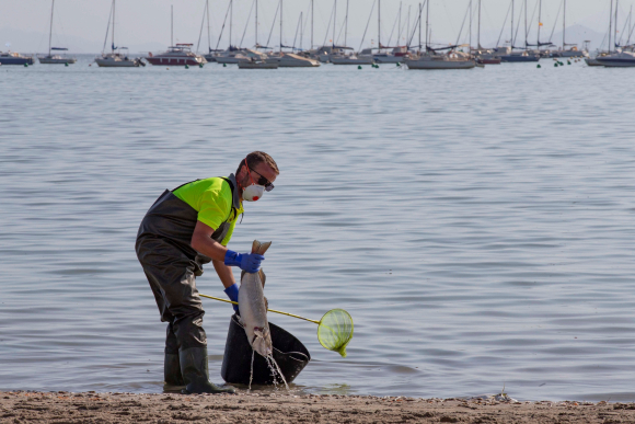 Un agente medioambiental recoge peces muertos, en la playa del Mar Menor, en la zona de Villananitos y La Puntica, San Pedro del Pinatar, (Murcia) posiblemente por los efectos de la gota fría de hace un mes. EFE/Marcial Guillén