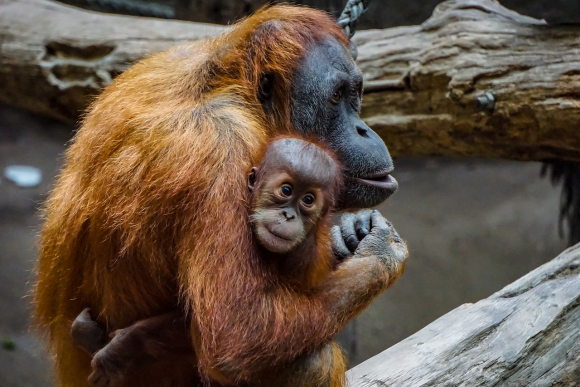 Orangután con su cría