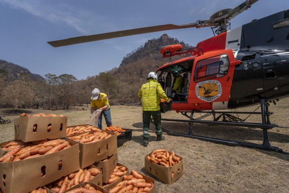 Incendios Australia - lanzan desde helicópteros comida para los animales afectados