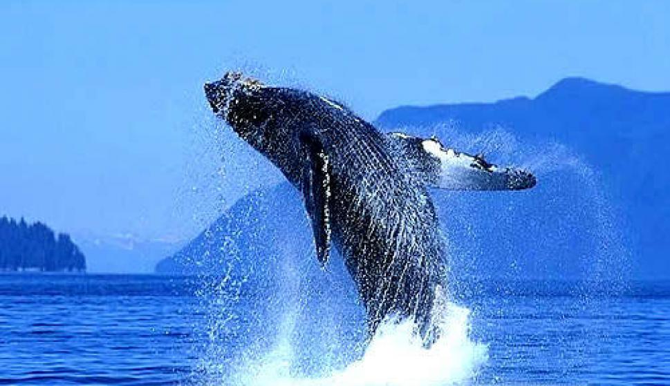 Resultado de imagen de ballena azul