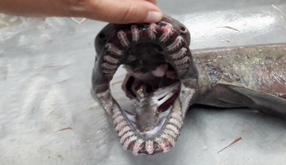 Fotografía del tiburón prehistórico capturado en Portugal.