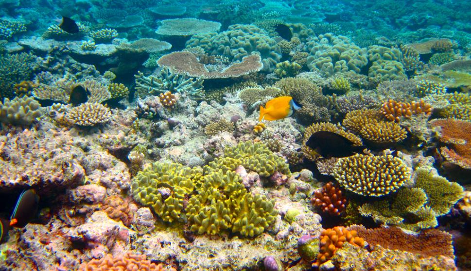 Fotografía de la Gran Barrera de Coral de Australia.