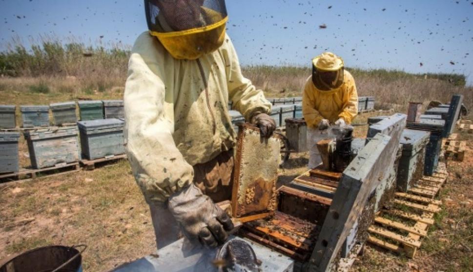 Unos apicultores de Castellón trabajan durante la recolecta de miel . EFE/Domenech Castelló