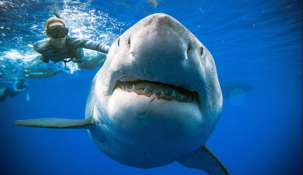El ancho inusual del tiburón hembra puede indicar que está preñada Foto: @JuanSharks
