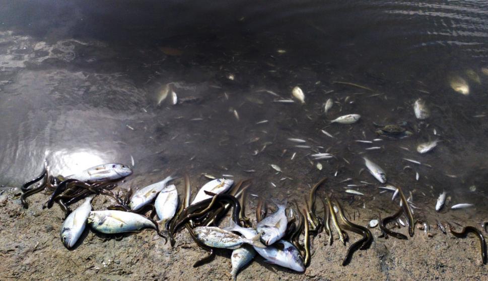 Miles de peces muertos en el Mar Menor: el devastador efecto de la gota fría