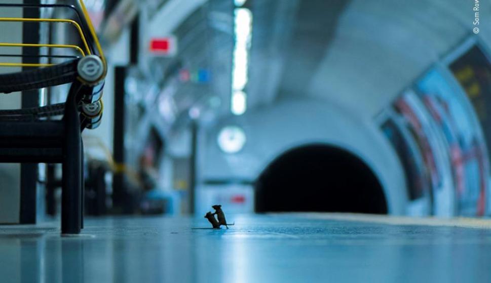 Pelea de ratones en el metro de Londres