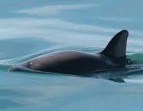 México utilizará drones para proteger a la vaquita marina