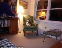 El gato más gordo del mundo vive en un hotel y adora saludar a los huéspedes