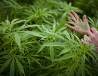 Los Ángeles prohíbe los dispensarios de marihuana con fines medicinales