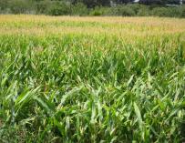 El cultivo de maíz modificado genéticamente batió un récord en España en 2013, con 136.962 hectáreas plantadas