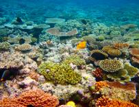 Fotografía de la Gran Barrera de Coral de Australia.