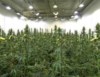 Ciudadanos quiere que se regule el cultivo de cannabis con fines medicinales.