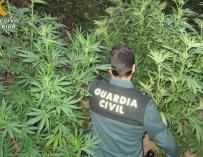 Operación contra el cultivo de cannabis.