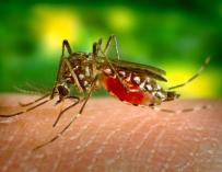 El insecto transmisor de la chikungunya