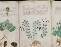 Fotografía del manuscrito Voynich.