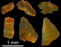 Algunos de los fósiles de braquiópodos utilizados en el estudio | foto: Universidad de Leicester.