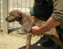 Detenido en Mataró por mutilar las orejas a un cachorro de perro