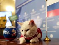 Fotografía del gato Aquiles, oráculo del Mundial de Rusia.
