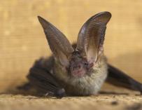 Especie de murciélago Plecotus austriacus.