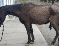 El caballo Justice. / Animal Legal Defence Fund