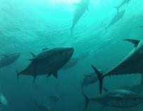 El Gobierno prohíbe la pesca de atún rojo a las modalidades deportiva y recreativa tras alcanzar ya su cupo atribuido
