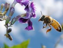 El Consell de Ibiza rechaza el programa de recuperación de la abeja autóctona por "falta de información sustancial"