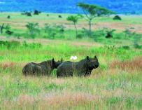 En toda África se estima que quedan entre 5.000 y 5.500 ejemplares de rinoceronte negro (Foto: Kenya Wildlife Service)