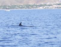 La sobrepesca, el tráfico marítimo, el ruido submarino y la contaminación amenaza a 16 especies de cetáceos