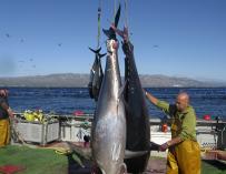 Captura de ejemplares de atún rojo