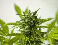 Nueva Zelanda permitirá a las empresas productoras de marihuana comercializar sus productos
