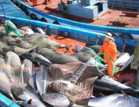 Salud asegura que Andalucía "ha reforzado el plan de inspección y control" en las distribuidoras de atún