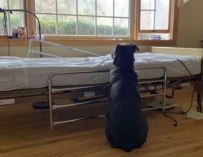 Fotografía de Moose, el perro que espera a su dueño en un hospital.