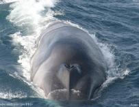 Japón dice que caza ballenas en el Antártico por razones científicas